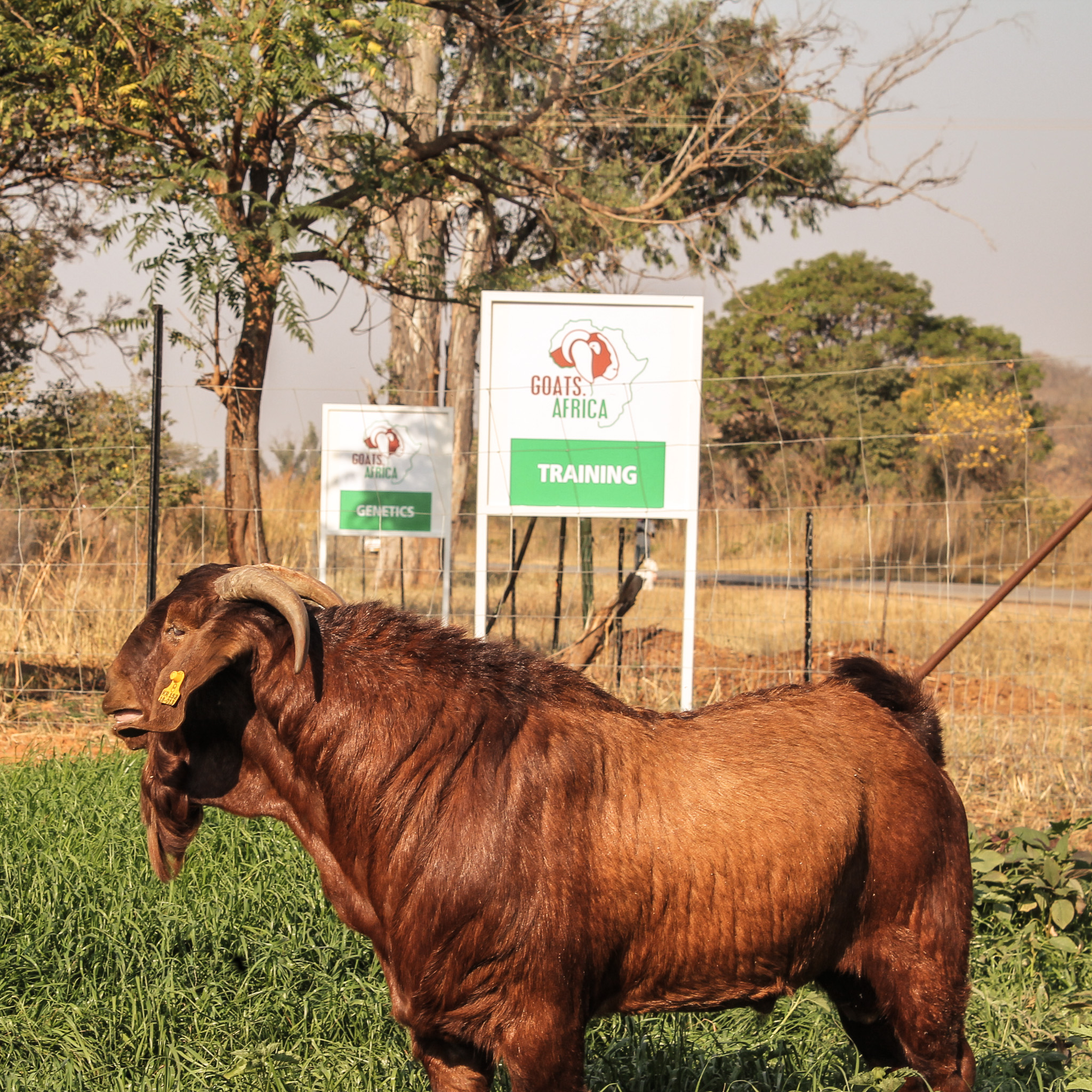 PRODUCTS Goats.Africa